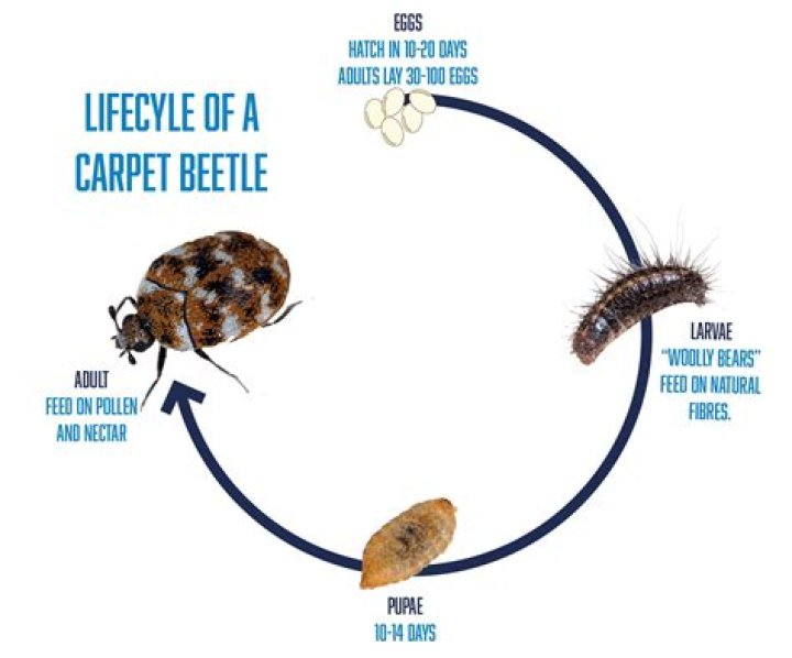 Are landlords responsible for carpet beetles?