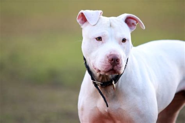 Are pit bulls excluded from homeowners insurance?