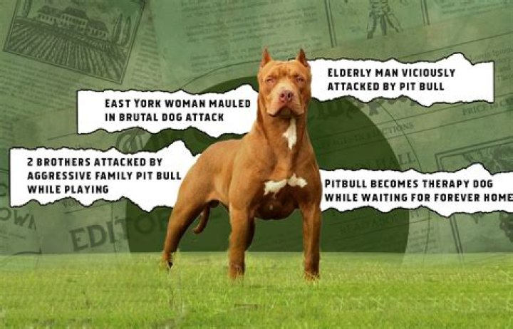 Are pitbulls more expensive to insure?