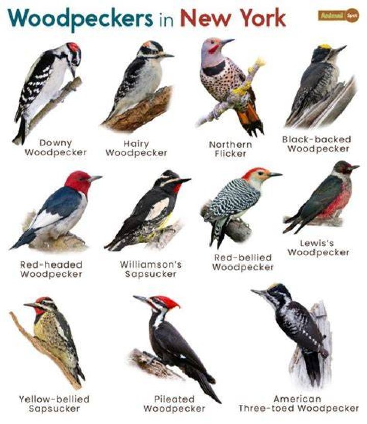 Are woodpeckers covered by insurance?