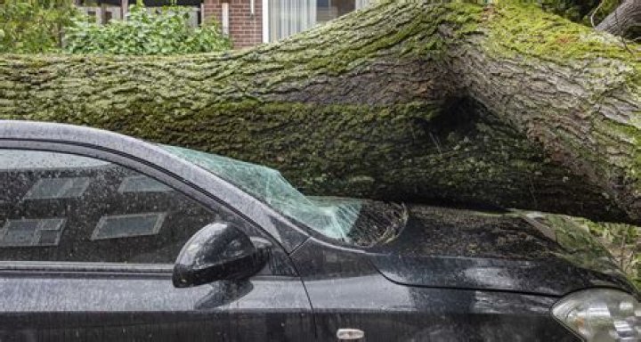 Are you covered by insurance if a tree falls on your car?