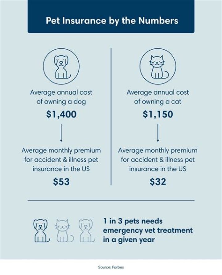 Can you get insurance for your cat?