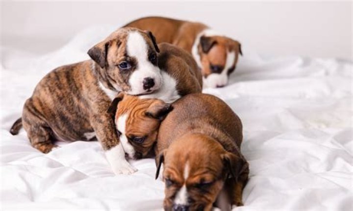 Can you insurance breeding dogs?