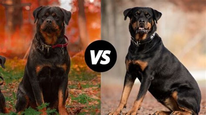 Can you insure a Rottweiler?