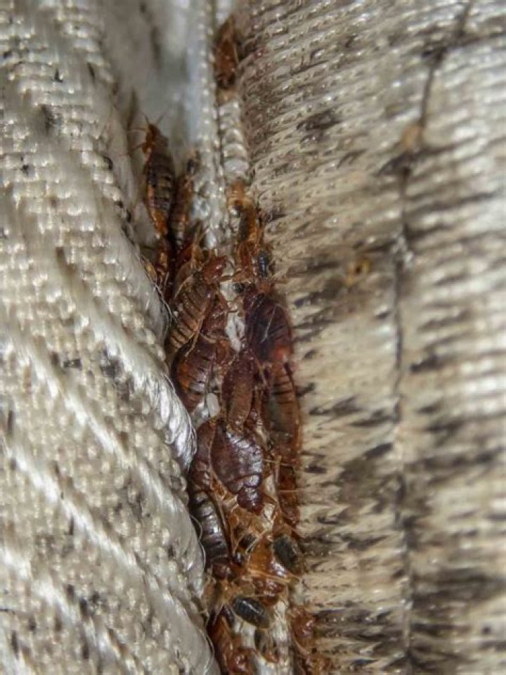Can you move into an apartment with bed bugs?