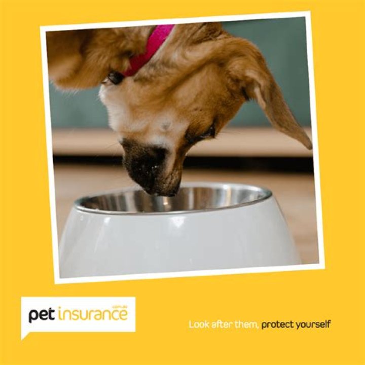 Do you need insurance to look after dogs?