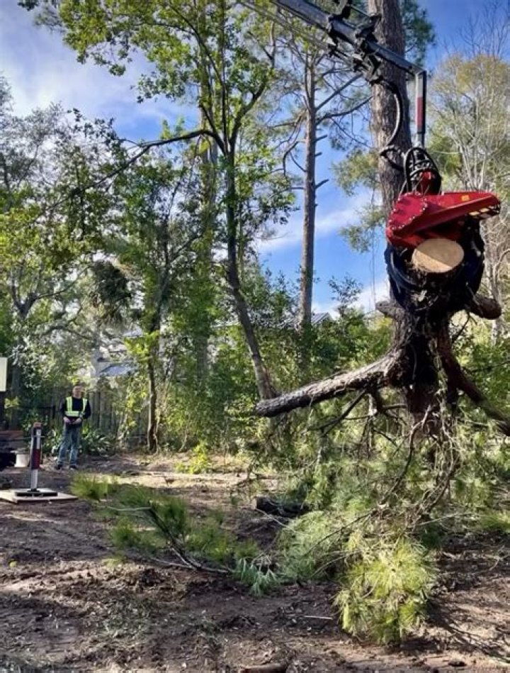 Does AAA cover tree damage?