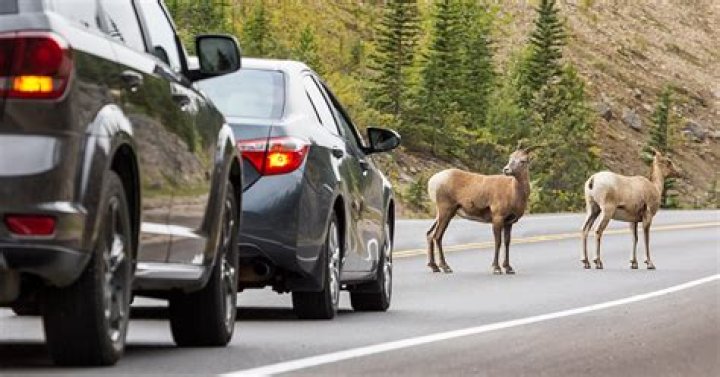 Does car insurance cover wild animal damage?