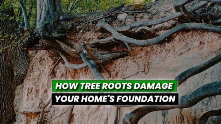 Does homeowners insurance cover damage caused by tree roots?