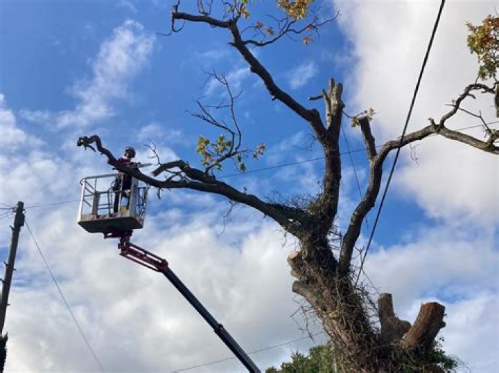 Does homeowners insurance cover dangerous tree removal?