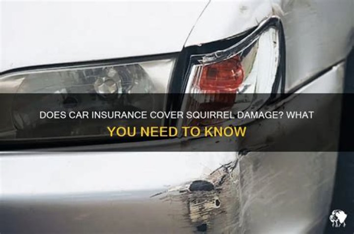 Does insurance cover squirrel damage to a car?