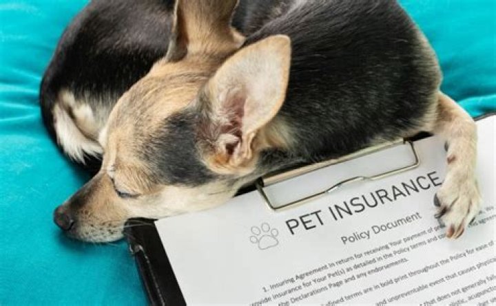 Does Pet Insurance cover injury to another dog?