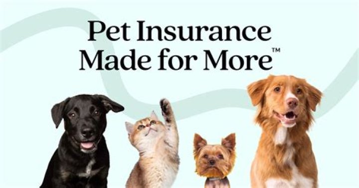 How do I get approved for pet insurance?