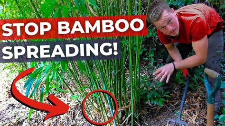 How do I keep my neighbors bamboo from spreading?