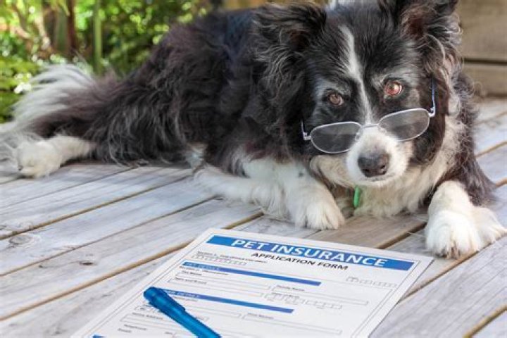 How do veterinarians feel about pet insurance?