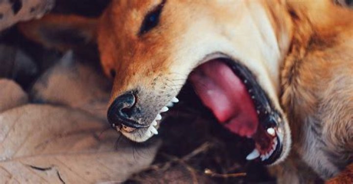 How long after a dog bite can you sue?