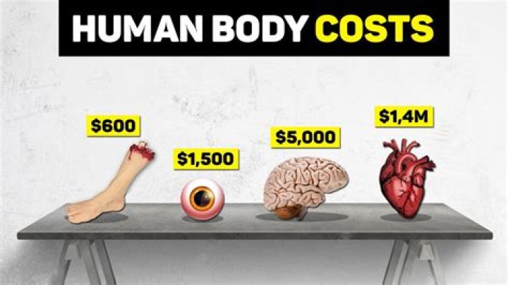 How much does a human person cost?