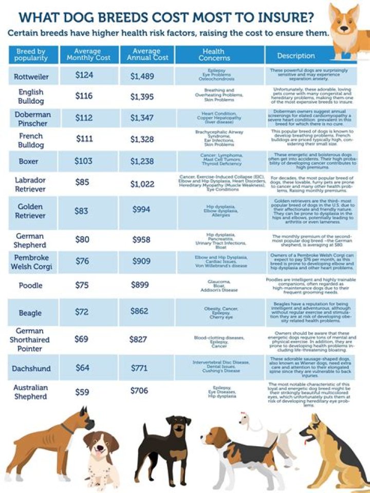 How much on average is dog insurance?