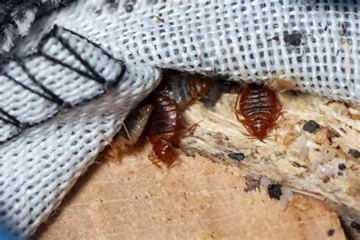 Is Bed bug infestation covered by homeowners insurance?