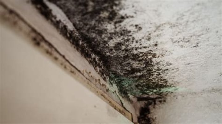 Is Black mould covered by home insurance?