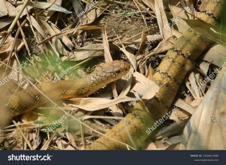 Is COBRA covered under stimulus?