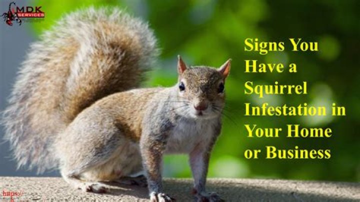 Is squirrel infestation covered by insurance?