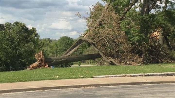 Is tree damage to car covered by insurance?
