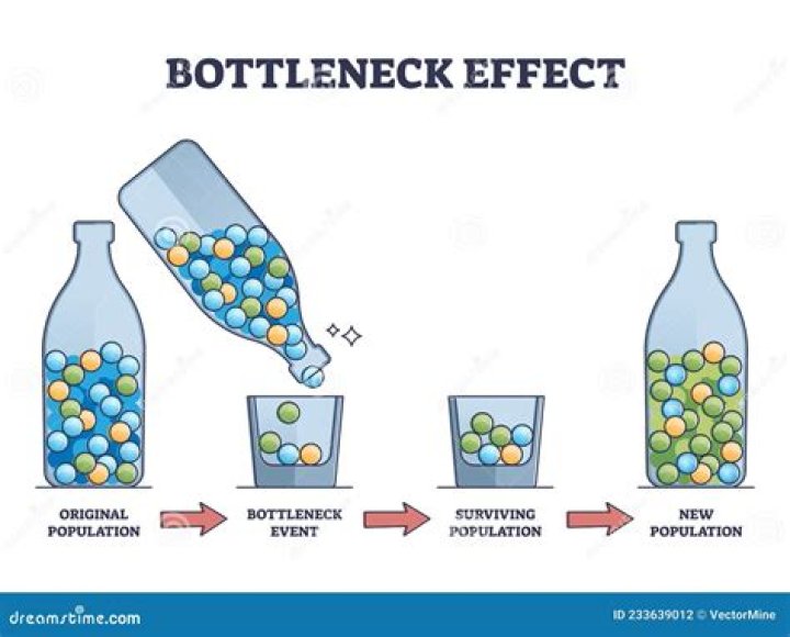 What causes bottleneck and founder effect?