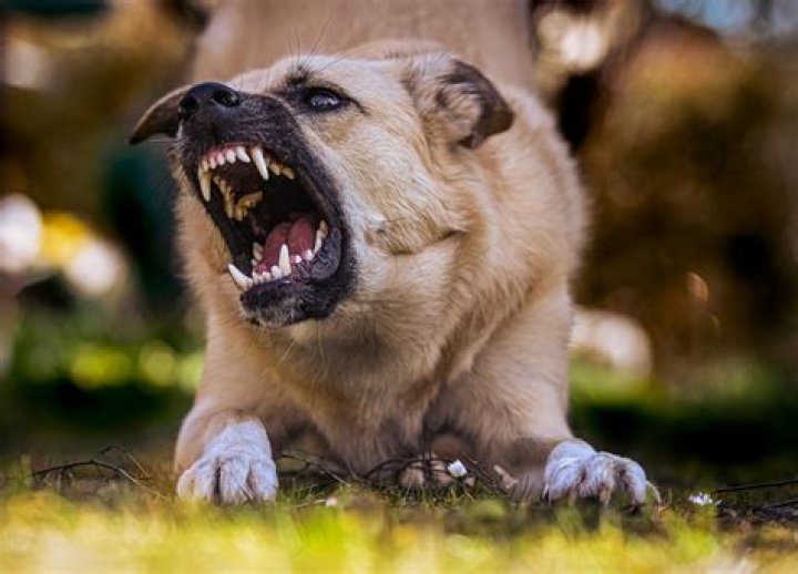 What do insurance companies consider vicious dogs?