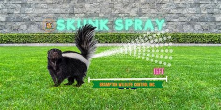 What do you do if a skunk sprays your house?