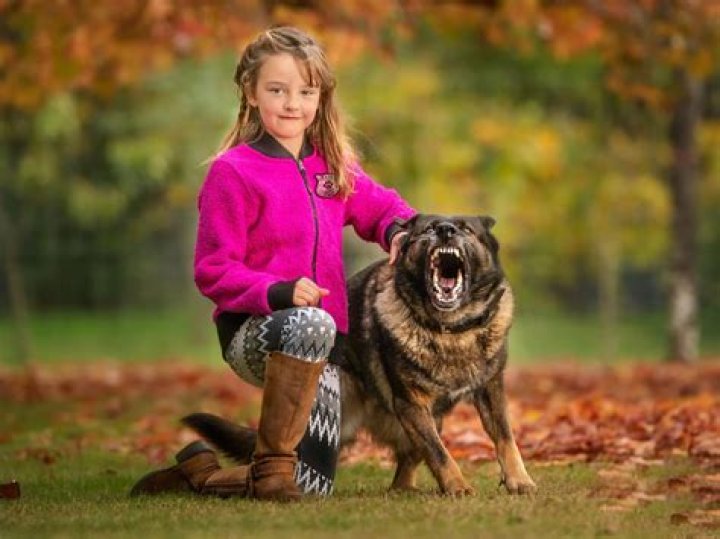 What is the best dog for personal protection?
