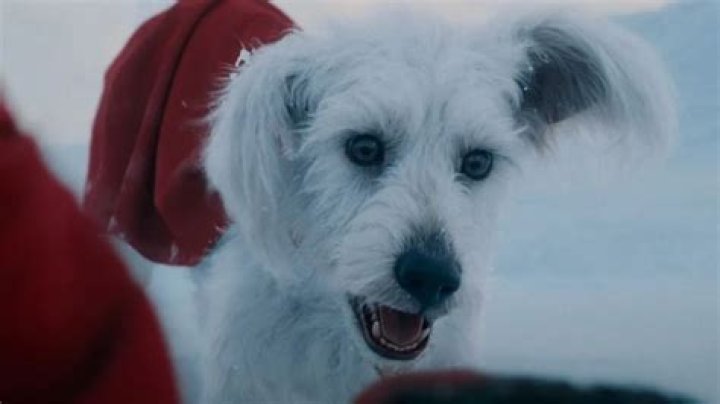 What kind of dog is in the Travelers commercial?