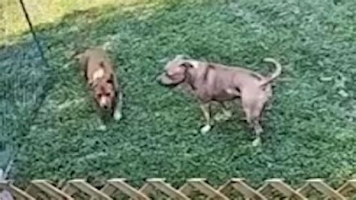 What should I do if my neighbors dog attacks my dog?