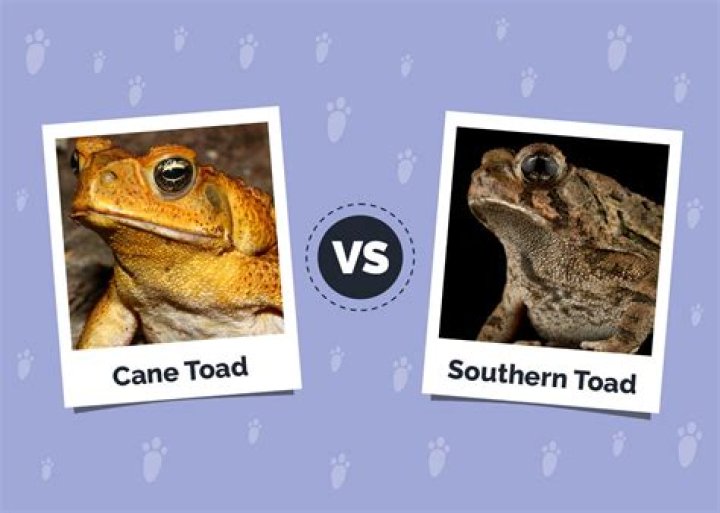 Why was the cane toad unsuccessful?